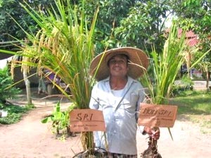 SRIによる稲(左)と慣行栽培の稲(右)